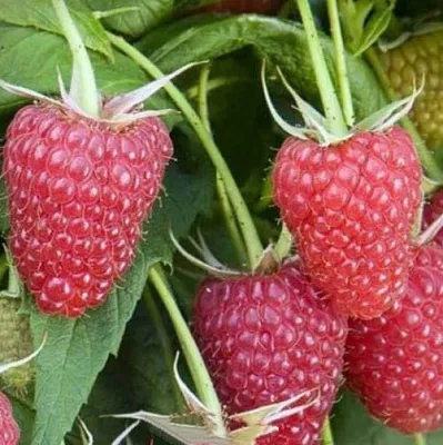 Малина ЕВРАЗИЯ  Малина ЕВРАЗИЯ в Уфе