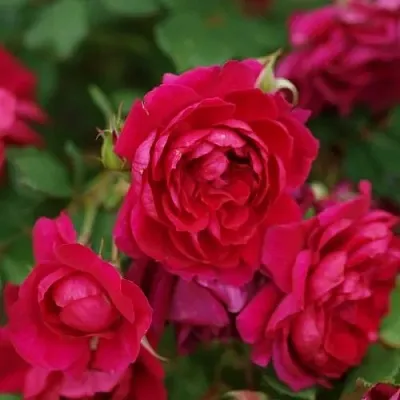 Саженцы роз КВАДРА плетистая  Саженцы роз КВАДРА плетистая в Уфе