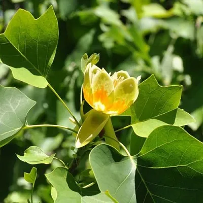 ЛИРИОДЕНДРОН тюльпанный  ЛИРИОДЕНДРОН тюльпанный в Уфе