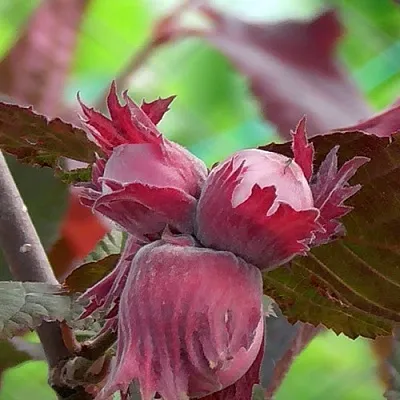 Фундук КАРДИНАЛ в Уфе