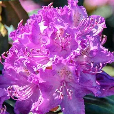 Рододендрон АЛЬФРЕД в Уфе