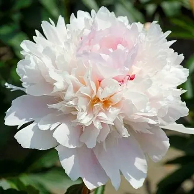 Пион АЛЕРТИ травянистый  Пион АЛЕРТИ травянистый в Уфе