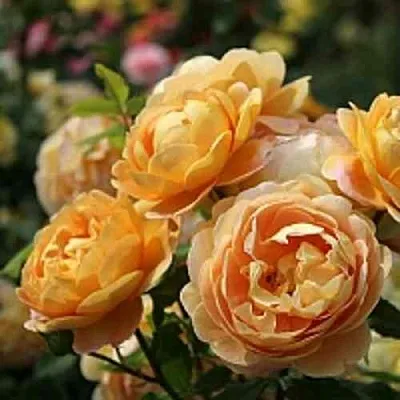 Саженцы роз ГОЛДЕН СЕЛЕБРЕЙШЕН английская  Саженцы роз ГОЛДЕН СЕЛЕБРЕЙШЕН английская в Уфе