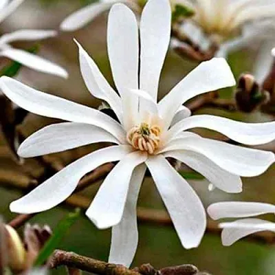 Магнолия СТЕЛЛАТА в Уфе