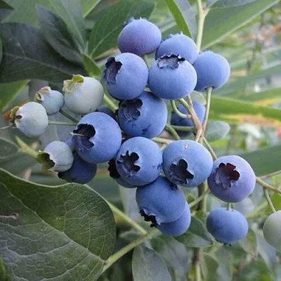 Голубика ЛЕГАЦИЯ  Голубика ЛЕГАЦИЯ в Уфе