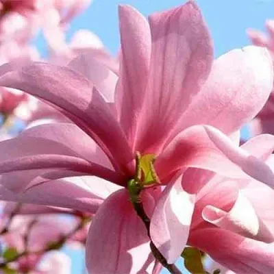 Магнолия ГАЛАКСИ в Уфе