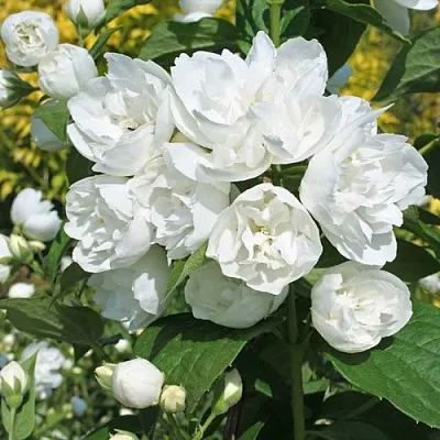 Жасмин махровый  Жасмин махровый в Уфе