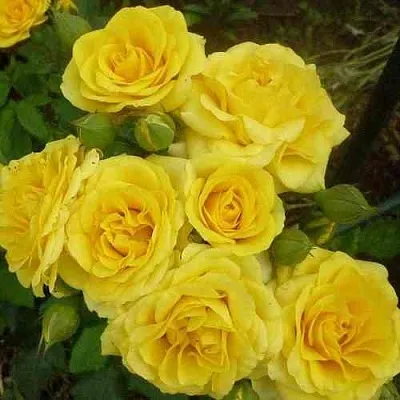 Саженцы роз ЕЛЛОУ БЭЙБИ спрей  Саженцы роз ЕЛЛОУ БЭЙБИ спрей в Уфе