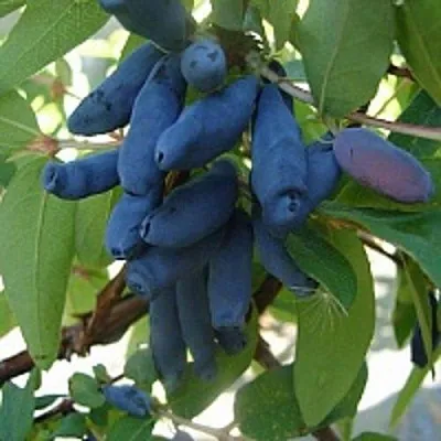 Жимолость съедобная ГОРДОСТЬ БАКЧАРА  Жимолость съедобная ГОРДОСТЬ БАКЧАРА в Уфе