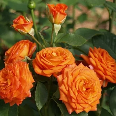 Саженцы роз БЕЙБ спрей  Саженцы роз БЕЙБ спрей в Уфе