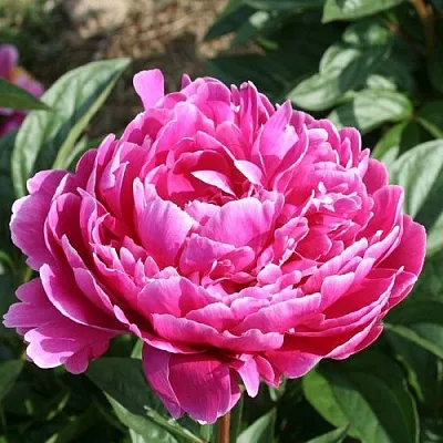 Пион СЕБАСТЬЯН МААС травянистый  Пион СЕБАСТЬЯН МААС травянистый в Уфе