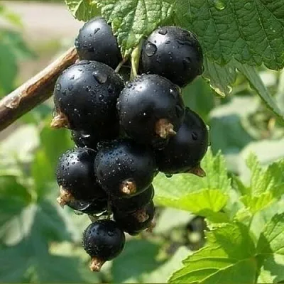 Смородина черная ПИГМЕЙ  Смородина черная ПИГМЕЙ в Уфе