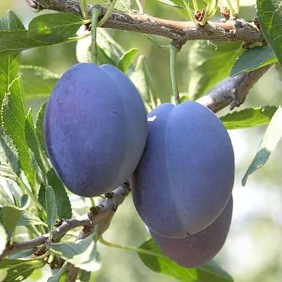 Слива СТЭНЛИ  Слива СТЭНЛИ в Уфе