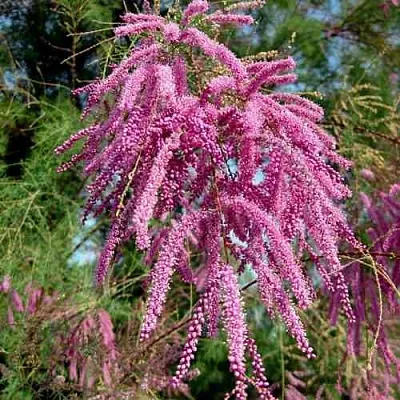 Тамарикс ПИНК КАСКАД  Тамарикс ПИНК КАСКАД в Уфе