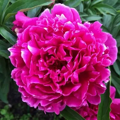 Пион КАРЛ РОЗЕНФЕЛЬД травянистый  Пион КАРЛ РОЗЕНФЕЛЬД травянистый в Уфе