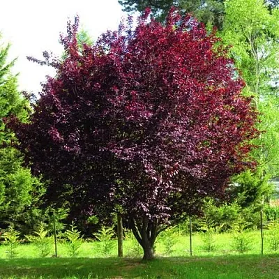 Слива НИГРА растопыреная   Слива НИГРА растопыреная  в Уфе