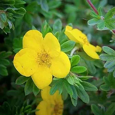 Лапчатка ГОЛДСТАР кустарниковая  Лапчатка ГОЛДСТАР кустарниковая в Уфе