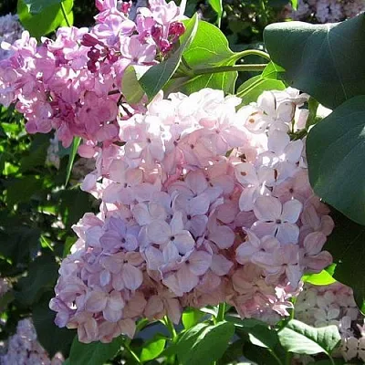 Сирень ГОРТЕНЗИЯ  Сирень ГОРТЕНЗИЯ в Уфе