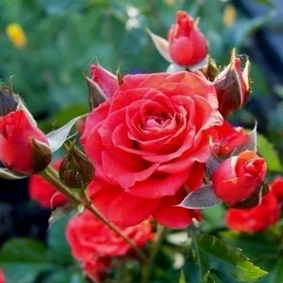 Саженцы роз МИДЖЕТ спрей  Саженцы роз МИДЖЕТ спрей в Уфе