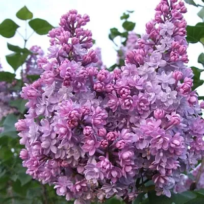 Сирень КОЛХОЗНИЦА  Сирень КОЛХОЗНИЦА в Уфе