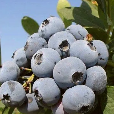 Голубика ЦУКЕР ТРАУБЕ  Голубика ЦУКЕР ТРАУБЕ в Уфе