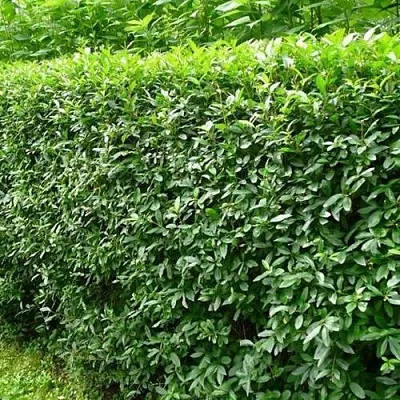 Бирючина обыкновенная  Бирючина обыкновенная в Уфе