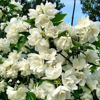 Жасмин ДЕНИСКИНЫ РАССКАЗЫ  Жасмин ДЕНИСКИНЫ РАССКАЗЫ в Уфе