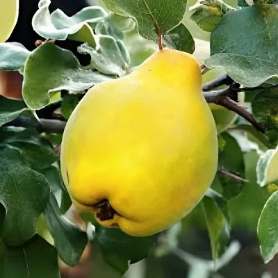 Айва МИР в Уфе