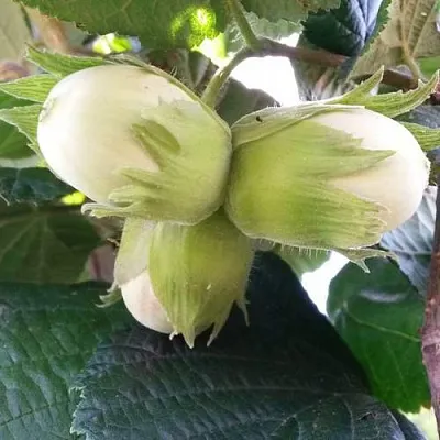 Фундук ЮННАТ в Уфе