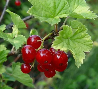 Смородина альпийская ШМИДТ  Смородина альпийская ШМИДТ в Уфе