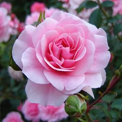 Саженцы роз БОНИКА флорибунда  Саженцы роз БОНИКА флорибунда в Уфе