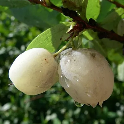 Голубика СНЕГУРОЧКА  Голубика СНЕГУРОЧКА в Уфе