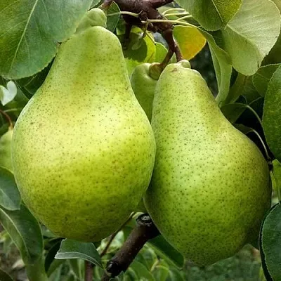 Груша НОЯБРЬСКАЯ ЗИМНЯЯ в Уфе