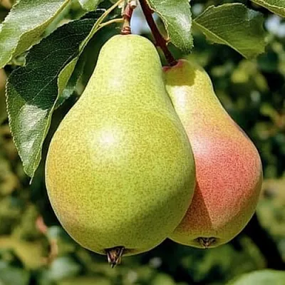 саженцы груши