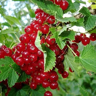 Смородина красная ГОЛЛАНДСКАЯ КРАСНАЯ в Уфе