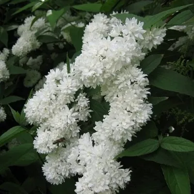 Дейция КАНДИДИССИМА шершавая  Дейция КАНДИДИССИМА шершавая в Уфе