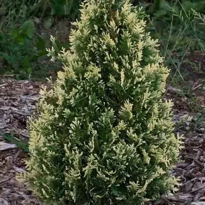 Туя БРАБАНТ ВАРИЕГАТТА западная в Уфе