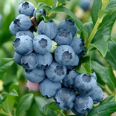 Голубика ХАРДИБЛЮ в Уфе