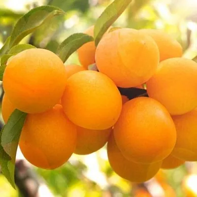 Слива МАРА  Слива МАРА в Уфе