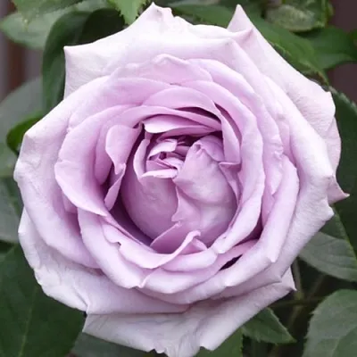 Саженцы роз ИНДИГОЛЕТТА плетистая  Саженцы роз ИНДИГОЛЕТТА плетистая в Уфе