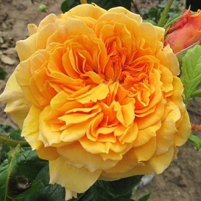 Саженцы роз ЛЕА ТУТУ шраб  Саженцы роз ЛЕА ТУТУ шраб в Уфе