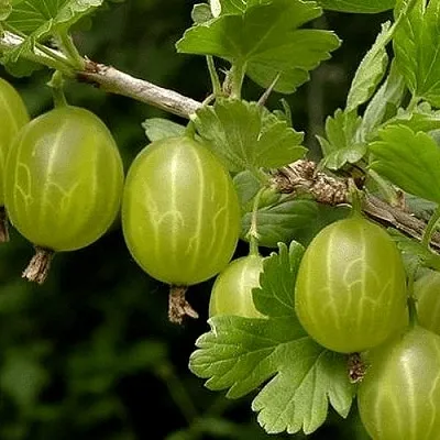 Крыжовник УРАЛЬСКИЙ БЕСШИПНЫЙ  Крыжовник УРАЛЬСКИЙ БЕСШИПНЫЙ в Уфе