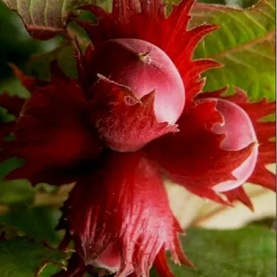 Фундук БАГРЯНЕЦ в Уфе