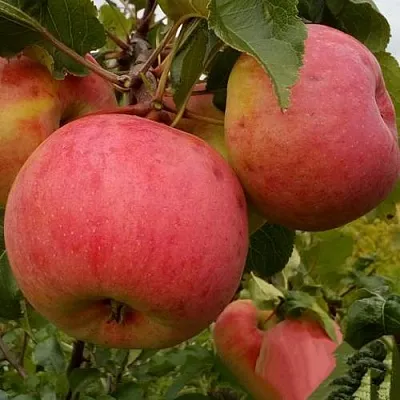 Яблоня БОЛОТОВСКОЕ в Уфе