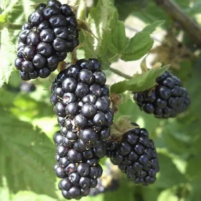 Ежемалина МАРИОН  Ежемалина МАРИОН в Уфе