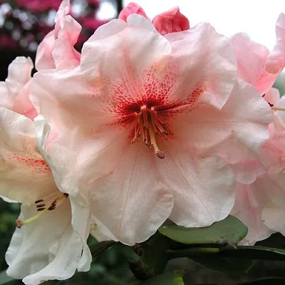 Рододендрон ХАНЯ	 в Уфе