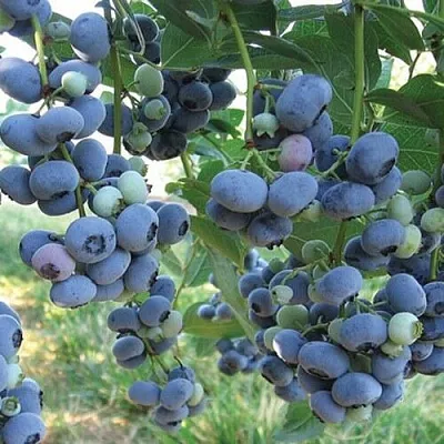 Голубика ЛИБЕРТИ  Голубика ЛИБЕРТИ в Уфе