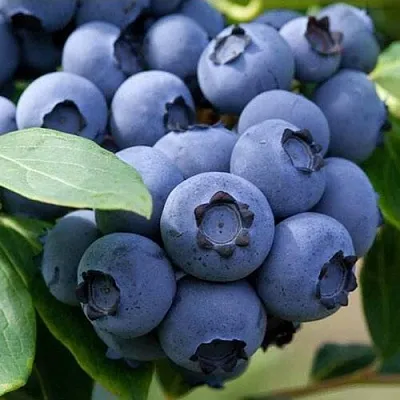 Голубика СПАРТАН  Голубика СПАРТАН в Уфе