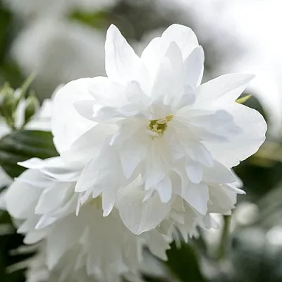 Жасмин МИНЕСОТА СНОУФЛЕЙК  Жасмин МИНЕСОТА СНОУФЛЕЙК в Уфе