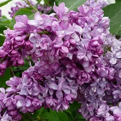 Сирень ГЕНЕРАЛ ПЕРШИНГ  Сирень ГЕНЕРАЛ ПЕРШИНГ в Уфе